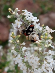 Megabaris quadriguttata