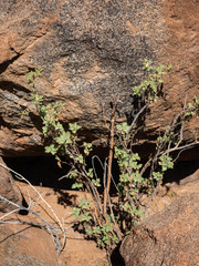 Hermannia merxmuelleri