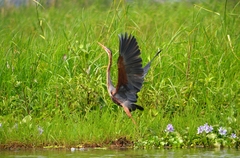 Ardea purpurea