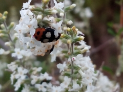 Megabaris quadriguttata