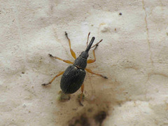 Pseudapion rufirostre