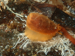 Notocypraea