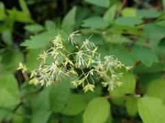 Thalictrum minus hypoleucum