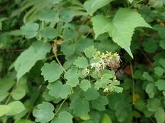 Thalictrum minus hypoleucum