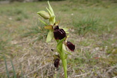 Ophrys sphegodes passionis