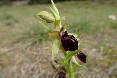 Ophrys sphegodes passionis
