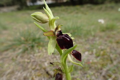 Ophrys sphegodes passionis