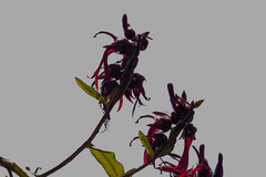 Lobelia petiolata image