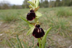 Ophrys sphegodes passionis
