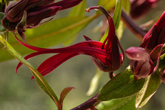 Lobelia petiolata image