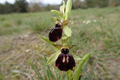 Ophrys sphegodes passionis