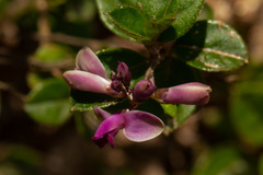 Polygala engleri