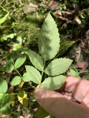 Rubus probus