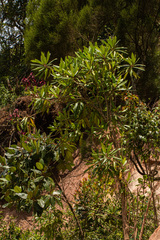 Lobelia petiolata image