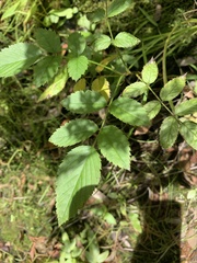 Rubus probus