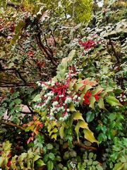Berberis japonica