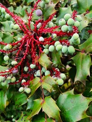 Berberis japonica