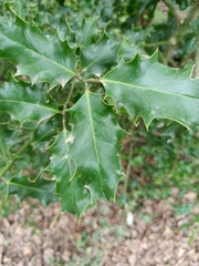 Ilex aquifolium