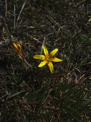 Gagea pusilla