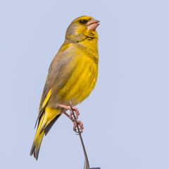Chloris chloris