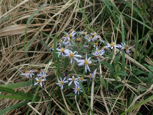 Aster microcephalus iNat (2)