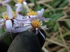 Aster microcephalus