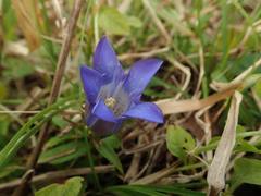 Gentiana scabra buergeri