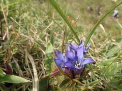 Gentiana scabra buergeri