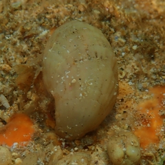 Magellania flavescens