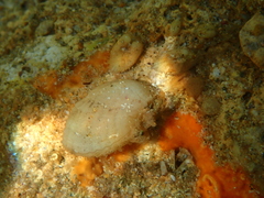 Magellania flavescens