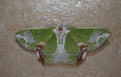 Protuliocnemis partita