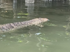 Varanus salvator macromaculatus