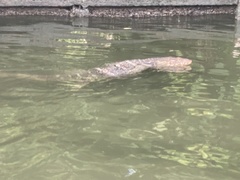 Varanus salvator macromaculatus