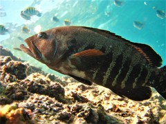 Cephalopholis panamensis