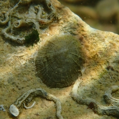 Siphonaria zelandica