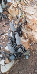 Mitrophyllum