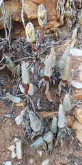 Mitrophyllum