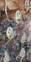 Mitrophyllum