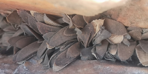 Gasteria pillansii