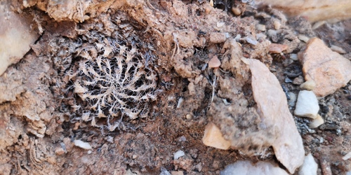 Haworthia arachnoidea