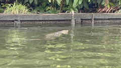 Varanus salvator macromaculatus