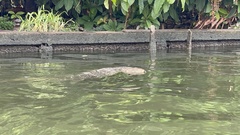 Varanus salvator macromaculatus