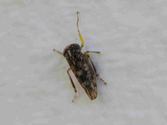 Stenidiocerus poecilus