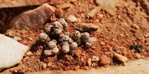 Anacampseros baeseckei Dinter ex Poelln. 2