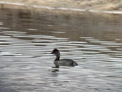Podiceps nigricollis
