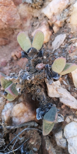 Antimima paripetala