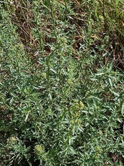 Chenopodium ficifolium