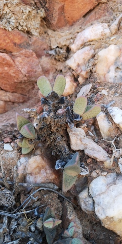 Antimima paripetala