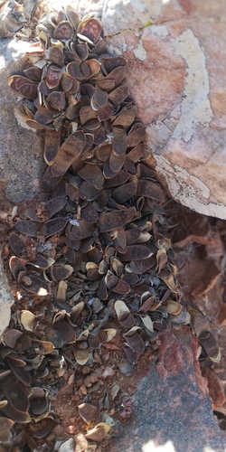 Gasteria pillansii