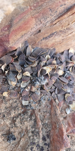Gasteria pillansii
